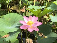 -莲花池公园