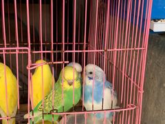 -溪岸路花鸟市场