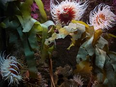-西雅图水族馆