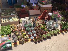 -中环花鸟鱼虫市场