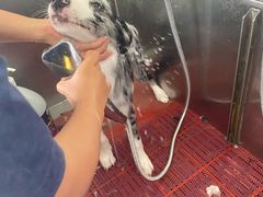 -爱牧宠物医院·猫专科·骨科·内窥镜(甪直店)