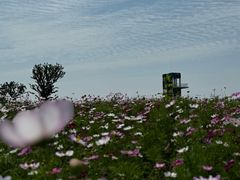 -春花秋色城市公园