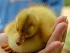 -郴州特产舜华临武鸭(郴州西站店)