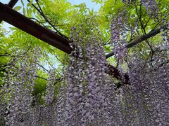 -嘉定紫藤园