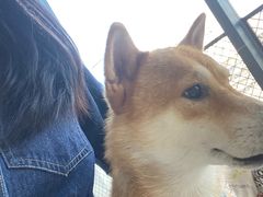 -怪兽屋·羊驼·猫咖·狗咖(俊华广场店)