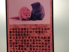-猫咪博物馆(顶澳仔猫街店)