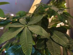 -鹿栖.精油SPA(金山世纪城店)
