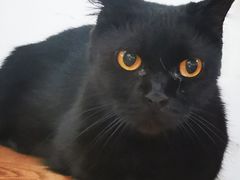 -李小姐の猫咖啡馆(五角场店)