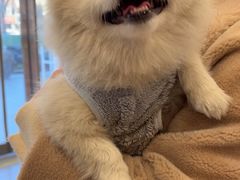 -小伙伴宠物医院•急重症转诊中心·老年专科·犬猫全科(北大街总院)