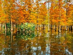 -白鹭湾湿地公园