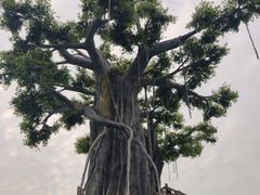 -九龙湖公园