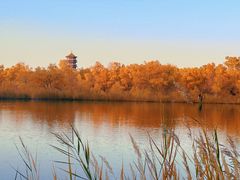 -金塔沙漠胡杨林景区