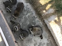 -灵玲国际马戏城