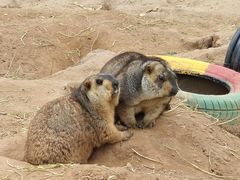 -鄂尔多斯野生动物园