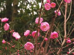 -成都大熊猫繁育研究基地
