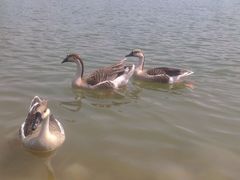 -商丘古城-应天书院