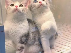 -lincat·猫舍(广州店)