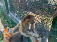 -西安秦岭野生动物园