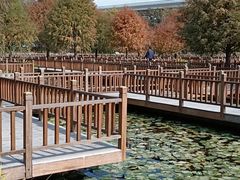 -五缘湾湿地公园