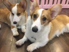 -柯斗斗主题餐厅·狗咖·围炉煮茶·茶饮(国瑞升平里店)