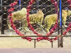 -俄罗斯国家大马戏团