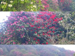 -贵州百里杜鹃风景名胜区