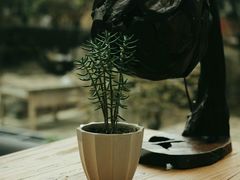 -谷咖啡·鲜花绿植花园餐厅
