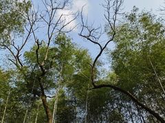 -青龙山国家森林公园
