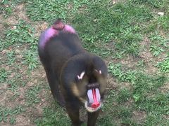 -大连森林动物园