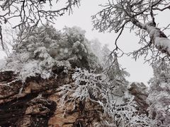 -朱雀国家森林公园