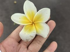 -杨合林啊兰烤鱼