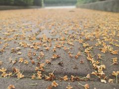 -听风阁农家私房菜茶楼(龙坞店)