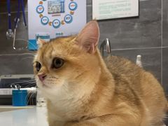 -美联众合宠物医院·爱萌分院·内外科·猫科中心