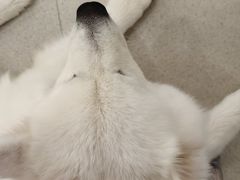 -共舞时光猫咖·狗咖(新街口店)