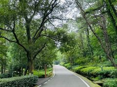 -南京老山国家森林公园