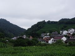 -龙井村