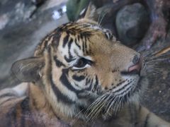-海南热带野生动植物园