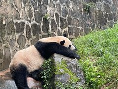 -都江堰中华大熊猫苑
