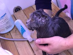 -喵百万·布偶·蓝金金渐层英短·猫舍(百子湾店)
