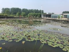 -微山湖红荷湿地景区