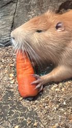 -酷嗒动物文化乐园(cutezoo西溪乐天城店)