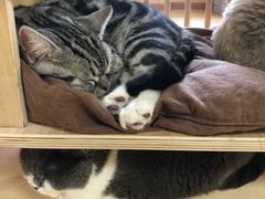 -猫和宫(六道口店)