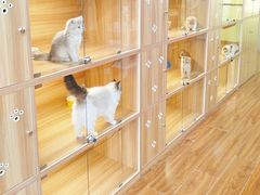 -猫十亿·布偶金渐层·曼基康矮脚猫舍(青年路店)