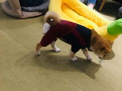 -逗柴咖啡屋·狗咖猫咖宠物桌游