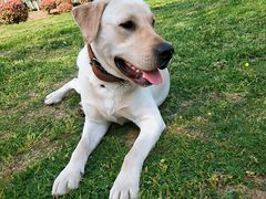 -合肥滨湖国家森林公园