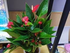 -马记烧烤(曲沃路店)