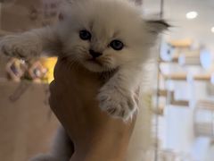 -楼上猫咖(罗湖店)