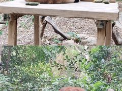 -广州长隆野生动物世界