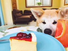 -喜柴咖啡·柴犬狗咖