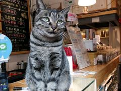 -猫的天空之城概念书店(西塘古镇店)